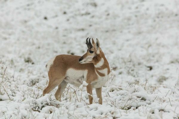 SD, Custer SP pronghorn in snow-covered field